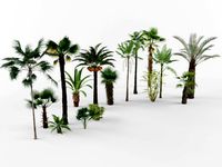 Collection of Palm trees