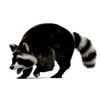 Wild Raccoon