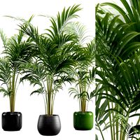 Areca Palms