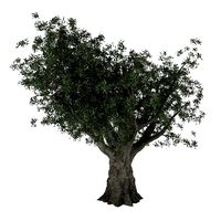 Olive tree