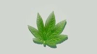 Gummy Edible Leaf 3D Model