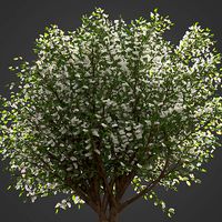 2021 PBR European Bird Cherry Collection - Prunus Padus