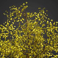 2021 PBR European Buckthorn Collection - Frangula Alnus