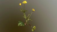 Goldilocks Buttercup