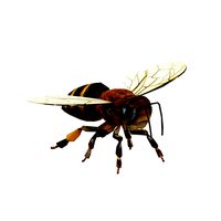 Insect packs