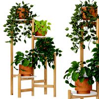 Indoor Plants Collection 5