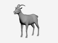 Goat