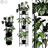 Plant Collection 02