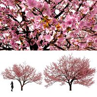 Two Cerasus Trees Sakura tree eastern redbud pink tree