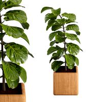 Plant No 1 - fiddle-leaf fig