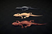 Lizard low-poly(Common House Gecko)