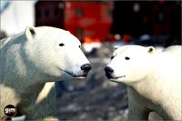 Animalia - Polar Bear (pack)