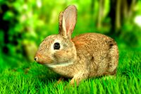 Rabbit Hare Lowpoly