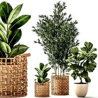 Bamboo and ficus in decorative baskets 1112