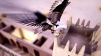 flying falcon animation in traditional heritage building desert
