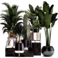 collection of indoor plants in luxury flower pots 1106