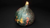 exotic pumpkin game-ready photoscan 01