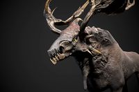 Fantasy Moose