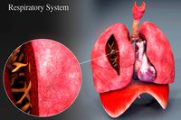 Respiratory System Animation