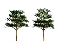 Terminalia ivorensis Tree Growfx with Animation 100 frame Loop