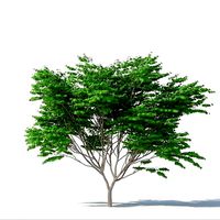 Acer Palmatum No 2