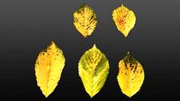 Carpinus betulus Autumn leaves textur