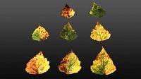 Betula pendula Autumn leaves textur