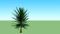 ARB. YUCCA