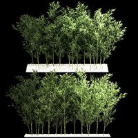 Bamboo Garden And Bamboo Thickets 1118