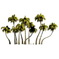 Coconut tree beach