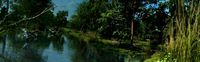 mangrove forest