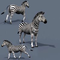 pro zebra - 4k
