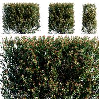 ilex crenatahedge