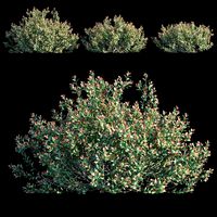 ilex crenata