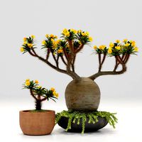 pachypodium pot