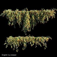 english ivy creeper