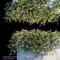 purple coral pea creeper