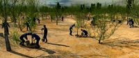 planting trees