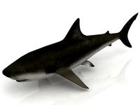 3D Great Shark White model