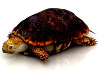Hermann Turtle Tortoise 3D model