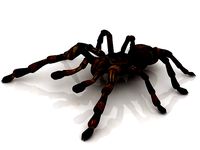 Lycosa Tarantula 3D model