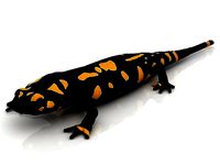 Salamander 3D