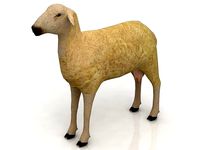 3D Sheep