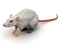 White Rat 3D