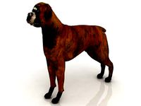 3D Boxer Dog model