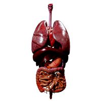 Internal Organs