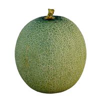 Cantaloupe