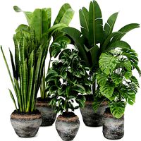 Collection plant vol 345 - indoor - cinema 4d - blender - 3dmax
