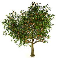 Tangerine  Orange Tree