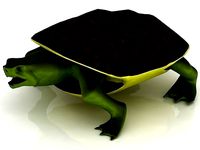 3D Loggerhead Sea Turtle